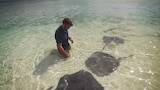 The Caribbean Monk Seal