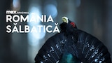 România sălbatică