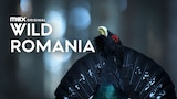 Wild Romania