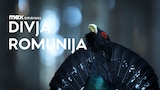 Divja Romunija
