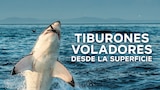 Tiburones voladores: desde la superficie