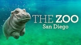The Zoo: San Diego