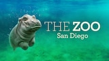 The Zoo: San Diego