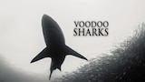 Voodoo Sharks