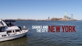 Sharks and the City: New York