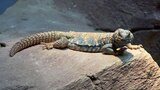Uromastyx Dino Wasteland