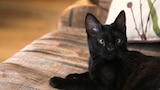 Mojito Cat