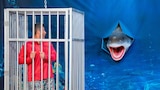 Shark Week Sweets