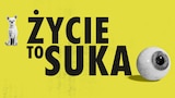 Życie to suka