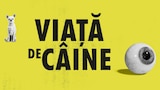 Viață de câine
