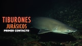 Tiburones jurásicos: primer contacto