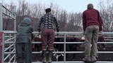 Cattle Drive
