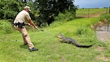 Gator Bait