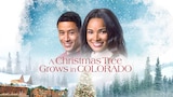 A Christmas Tree Grows in Colorado