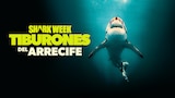 Shark Week: tiburones del arrecife