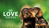 We Love Puppies