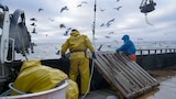 The Purpose of Porpoises