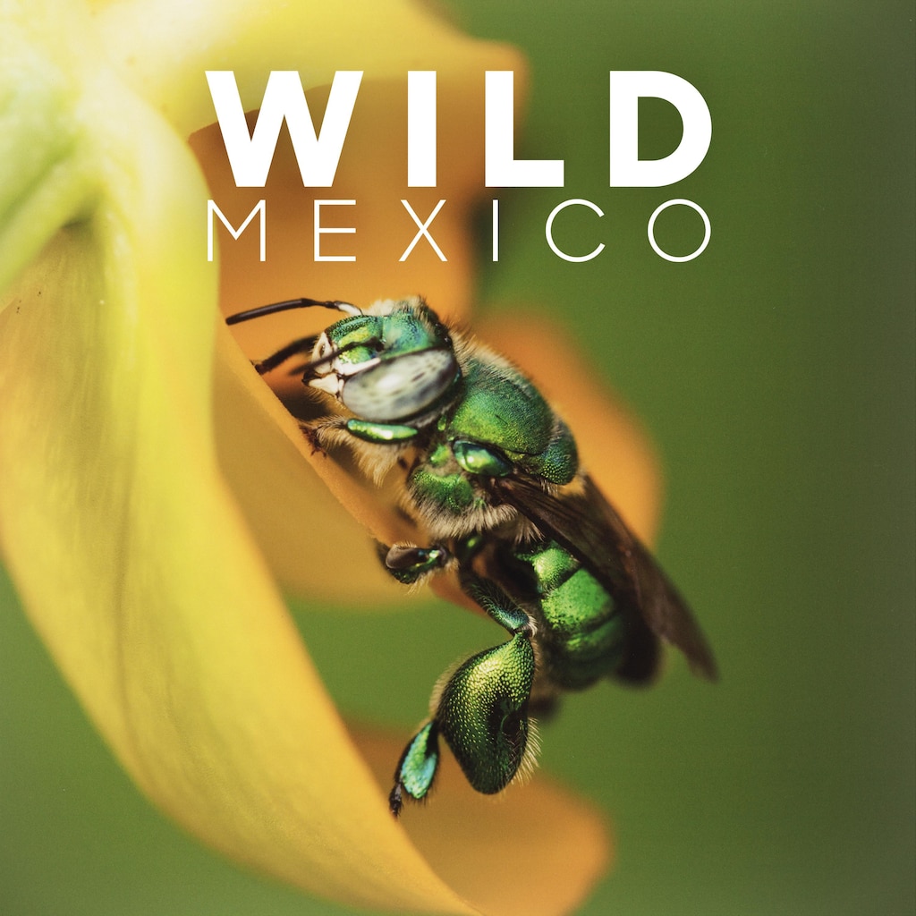 Wild Mexico (BBC)