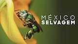 México Selvagem
