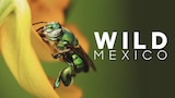 Wild Mexico (BBC)
