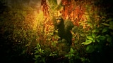 Indonesia's Little Bigfoot