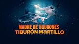 Madre de tiburones: tiburón martillo