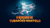 O Berçário de Tubarões-Martelo
