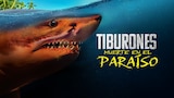 Tiburones: muerte en el paraíso