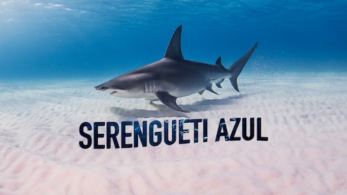 Watch Blue Serengeti | HBO Max