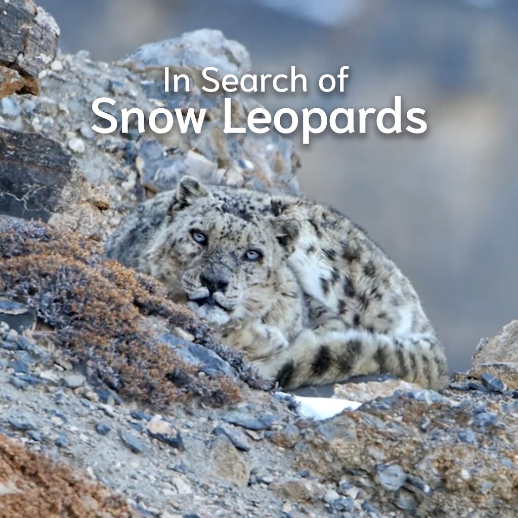 In Search Of Snow Leopards