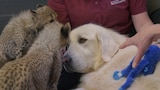 Yeti and the Cubs