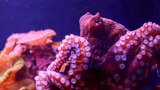 Octopus Throwdown!