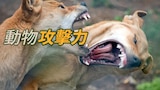 動物攻擊力