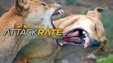 Animal Attack Rate