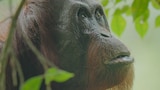 Orangutan