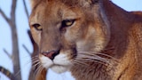 Wild Cats of the Americas