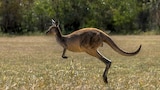 Time-Telling Dogs and Kangaroo Hops